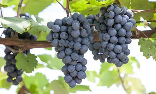 Combating Grape Viral Disease: The Power of Antiviral Peptides